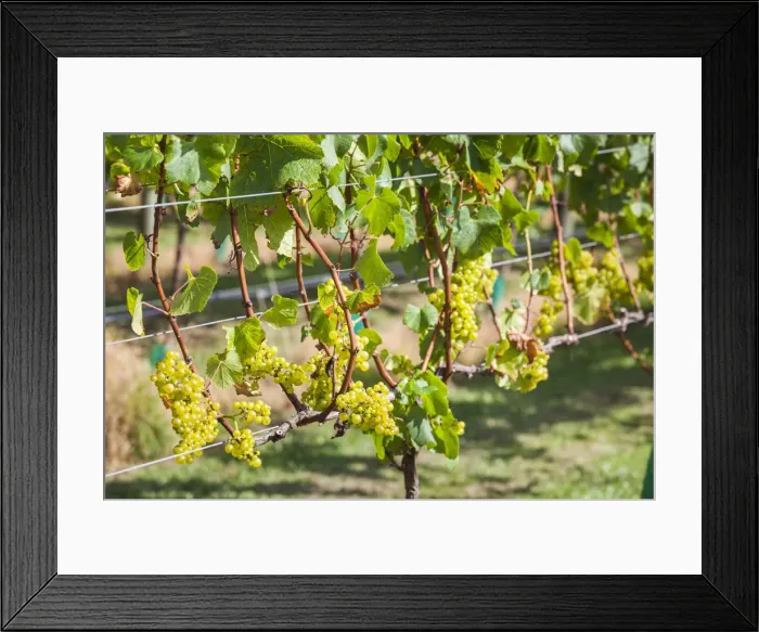 Framed Print : New Zealand, North Island, Auckland, vineyard