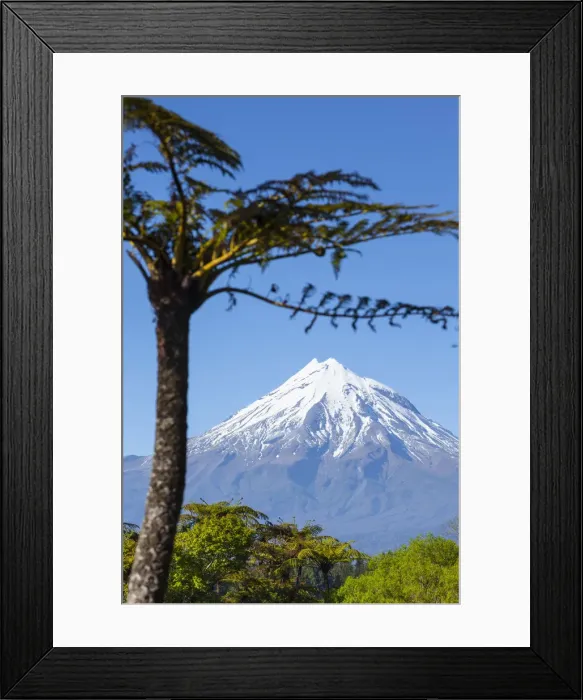 Framed Print : Mount Taranaki (Egmont) framed with Ponga Fern, North Island, New Zealand Framed Print : Mount Taranaki (Egmont) framed with Ponga Fern, North Island, New Zealand