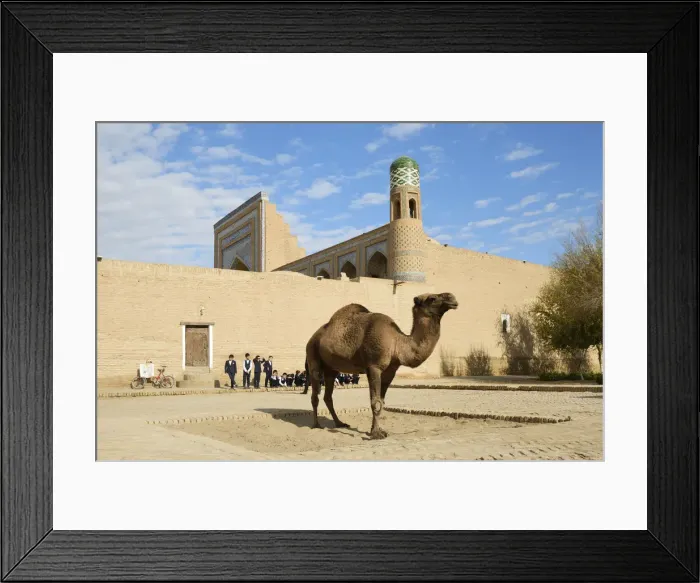 Framed Print : A nice dromedary. Khiva, Uzbekistan Framed Print : A nice dromedary. Khiva, Uzbekistan
