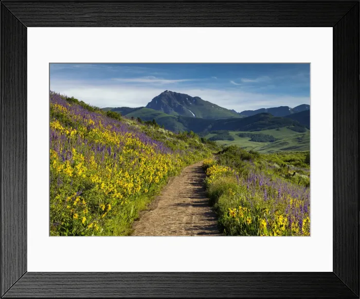 Framed Print : Path Through Wildflowers, Crested Butte, Colorado, USA Framed Print : Path Through Wildflowers, Crested Butte, Colorado, USA