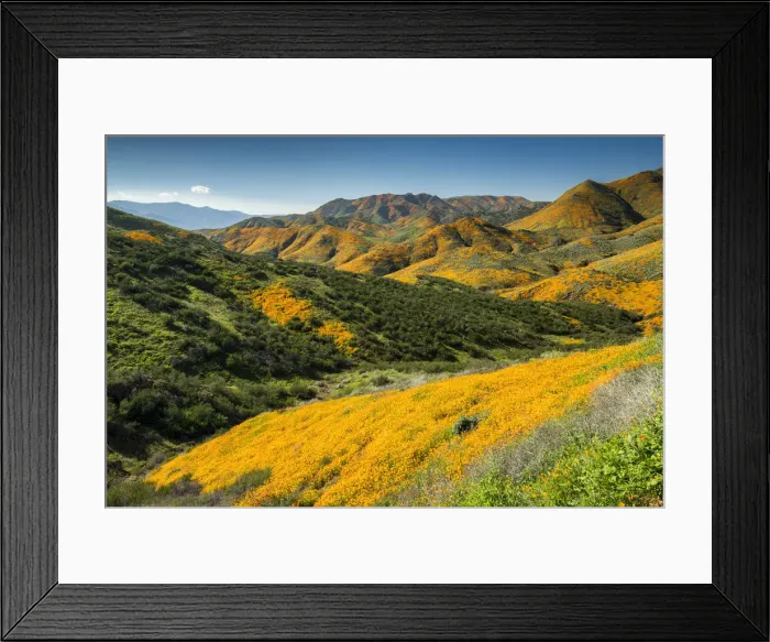 Framed Print : Super Bloom of California Poppies, near Lake Elsinore, California, USA Framed Print : Super Bloom of California Poppies, near Lake Elsinore, California, USA