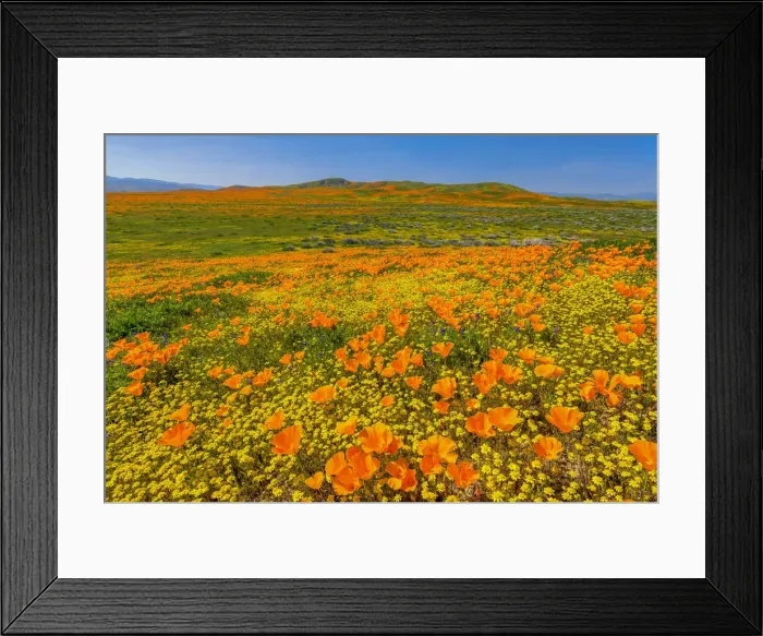 Framed Print : Super Bloom of California Poppies, Antelope Valley, California, USA Framed Print : Super Bloom of California Poppies, Antelope Valley, California, USA