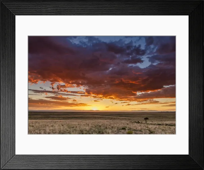Framed Print : Lone Tree at Sunset, near Alamosa, Colorado, USA