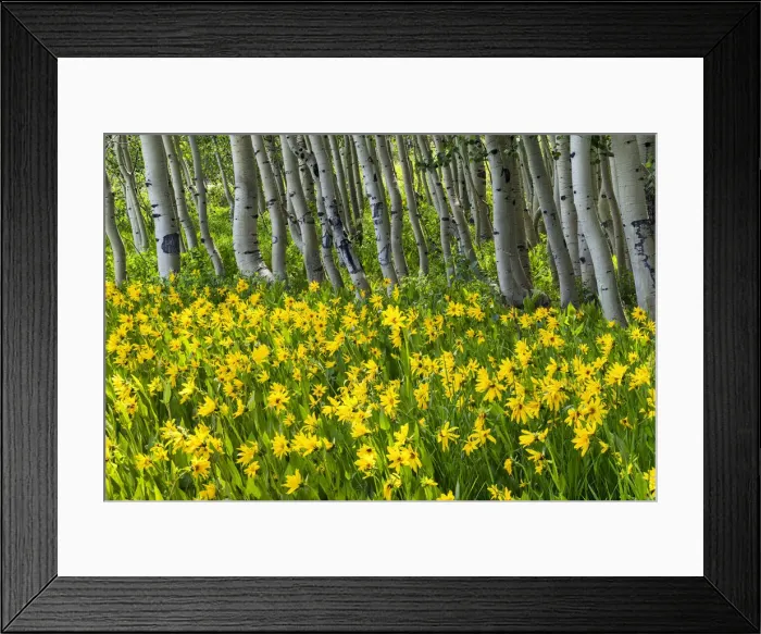 Framed Print : Mules Ear Sunflowers & Aspens, Crested Butte, Colorado, USA Framed Print : Mules Ear Sunflowers & Aspens, Crested Butte, Colorado, USA