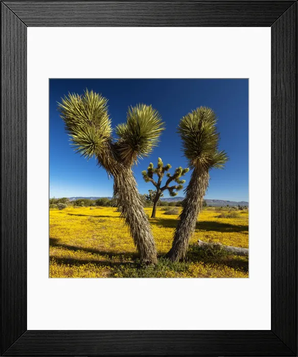 Framed Print : Joshua Trees & Wildflowers, Antelope Valley, California, USA Framed Print : Joshua Trees & Wildflowers, Antelope Valley, California, USA