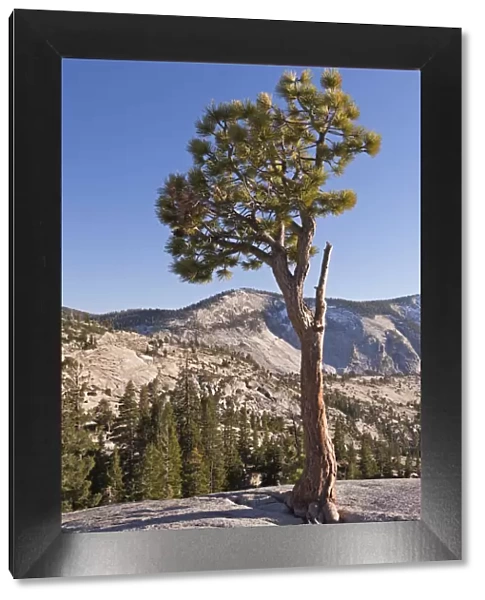 Jeffery Pine at Olmstead Point, Yosemite National Park, California, USA. Autumn (October)
