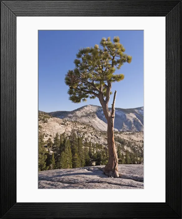Framed Print : Jeffery Pine at Olmstead Point, Yosemite National Park, California, USA. Autumn (October) Framed Print : Jeffery Pine at Olmstead Point, Yosemite National Park, California, USA. Autumn (October)