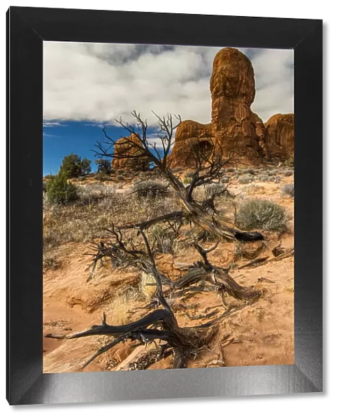 Scenic desert landscape, Arches National Park, Utah, USA