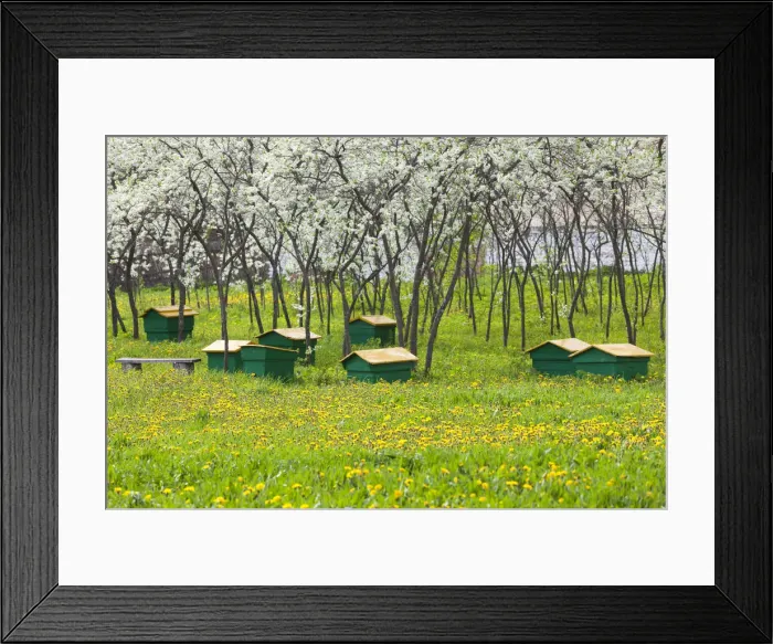 Framed Print : Russia, Vladimir Oblast, Golden Ring, Suzdal, bee hives