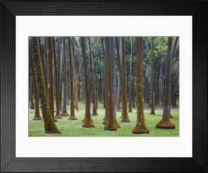 Framed Print : Reunion Island, East Reunion, Anse des Cascades, Palm trees Framed Print : Reunion Island, East Reunion, Anse des Cascades, Palm trees