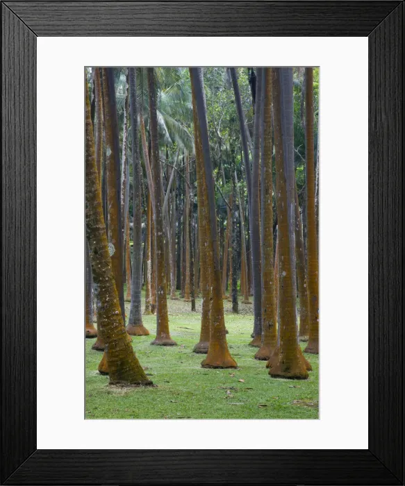 Framed Print : Reunion Island, East Reunion, Anse des Cascades, Palm trees Framed Print : Reunion Island, East Reunion, Anse des Cascades, Palm trees