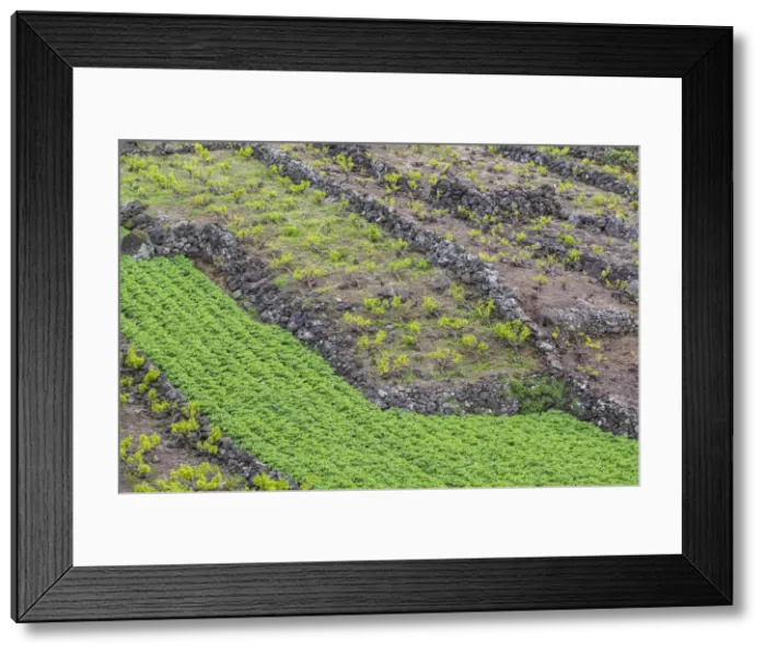 Framed Print : Portugal, Azores, Pico Island, Canto, volcanic rock vineyards Framed Print : Portugal, Azores, Pico Island, Canto, volcanic rock vineyards