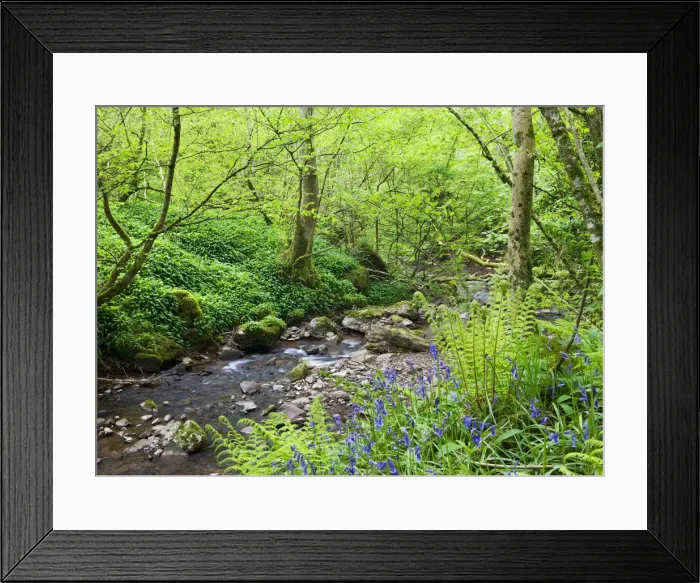 Framed Print : Vibrant Spring woodlands either side of the River Ennig at Cwm Pwll-y-Wrach Nature Framed Print : Vibrant Spring woodlands either side of the River Ennig at Cwm Pwll-y-Wrach Nature