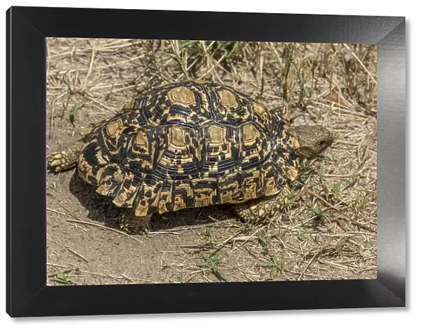 africa, Zimbabwe, Hwange National Park. Leopard tortoise