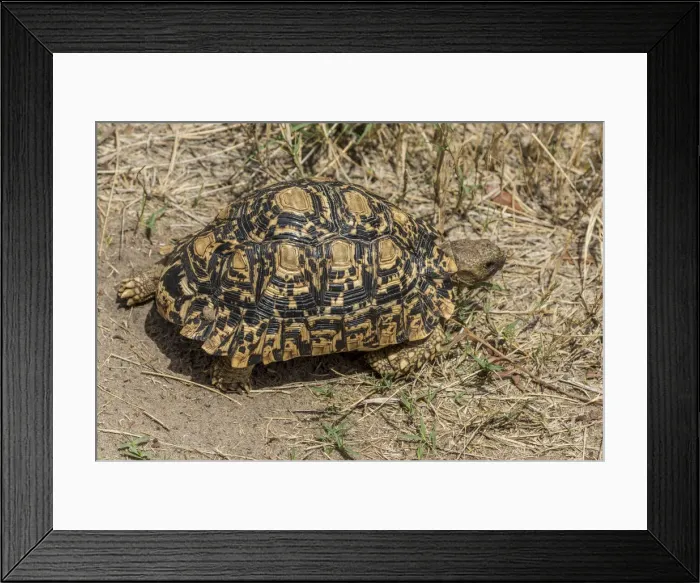 Framed Print : africa, Zimbabwe, Hwange National Park. Leopard tortoise Framed Print : africa, Zimbabwe, Hwange National Park. Leopard tortoise