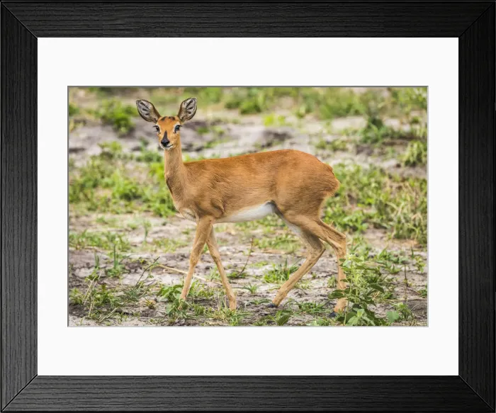 Framed Print : Africa, Zimbabwe, Hwange National park, female steenbuck Framed Print : Africa, Zimbabwe, Hwange National park, female steenbuck