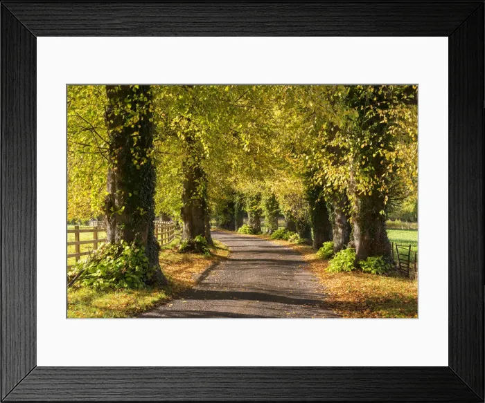 Framed Print : Tree lined lane with intense autumnal foliage, Brecon Beacons, Powys, Wales. Autumn Framed Print : Tree lined lane with intense autumnal foliage, Brecon Beacons, Powys, Wales. Autumn