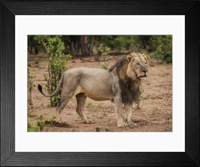 Framed Print : Africa, Zimbabwe, Hwange National park. Male lion Framed Print : Africa, Zimbabwe, Hwange National park. Male lion
