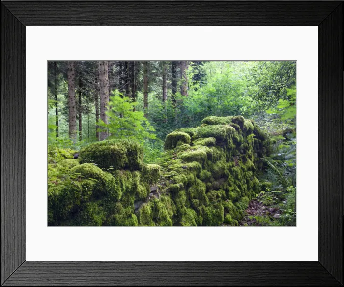Framed Print : Moss covered remains of a dry stone wall in a woodland, Brecon Beacons National Park Framed Print : Moss covered remains of a dry stone wall in a woodland, Brecon Beacons National Park