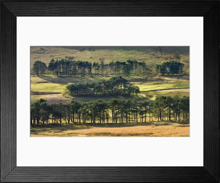 Framed Print : Pine trees surrounding a low Upper Neuadd Reservoir in the Brecon Beacons National Park Framed Print : Pine trees surrounding a low Upper Neuadd Reservoir in the Brecon Beacons National Park