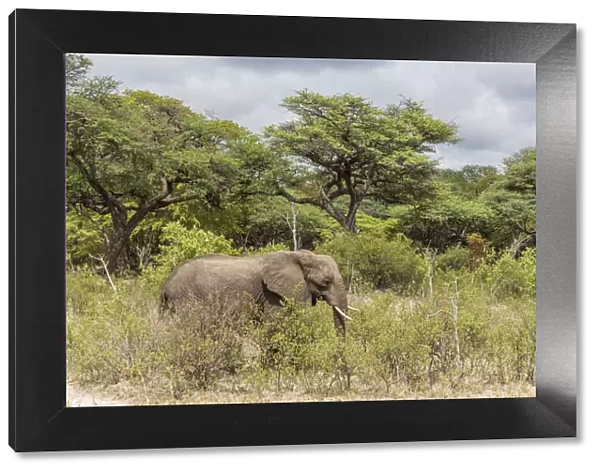 africa, Zimbabwe, Hwange National park, elephant