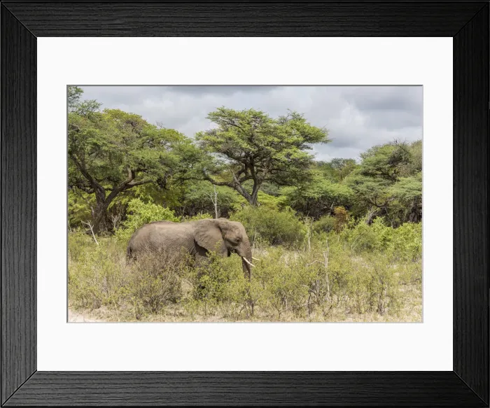 Framed Print : africa, Zimbabwe, Hwange National park, elephant Framed Print : africa, Zimbabwe, Hwange National park, elephant