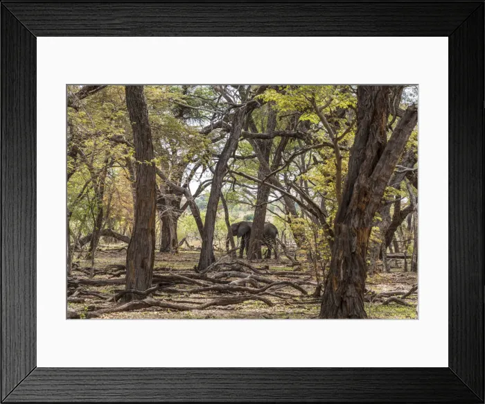 Framed Print : Africa, Zimbabwe, Hwange National park. An elephant in the acacia forest Framed Print : Africa, Zimbabwe, Hwange National park. An elephant in the acacia forest