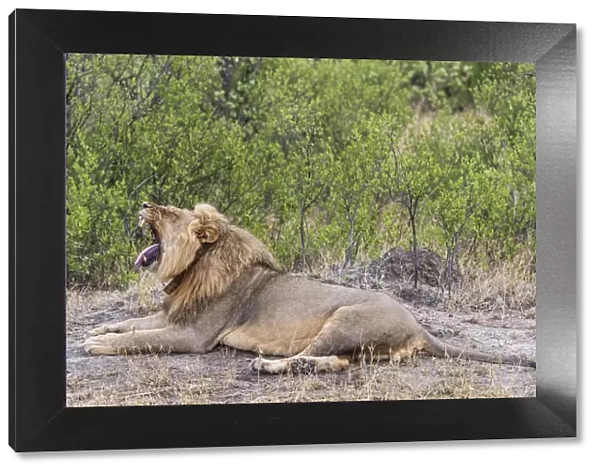 Africa, Zimbabwe, Hwange National park. Male lion yawning