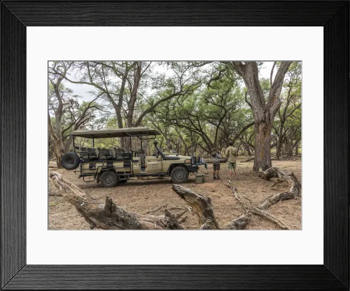 Framed Print : Africa, Zimbabwe, Hwange National park. Coffee break in the acacia forest during Framed Print : Africa, Zimbabwe, Hwange National park. Coffee break in the acacia forest during