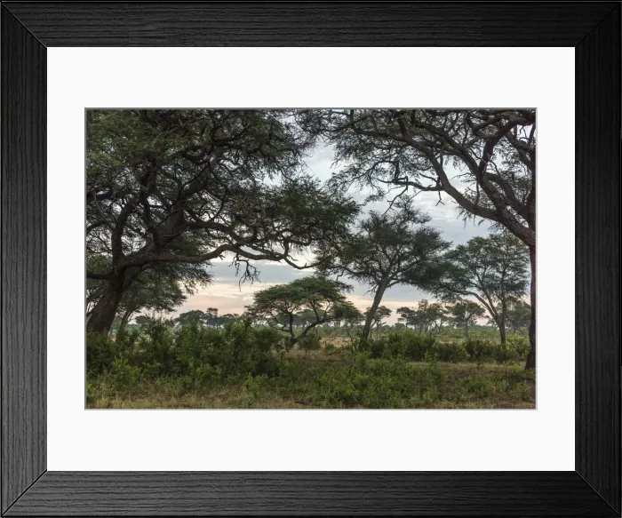 Framed Print : Africa, Zimbabwe, Hwange National park. Early morning light in the savannah Framed Print : Africa, Zimbabwe, Hwange National park. Early morning light in the savannah