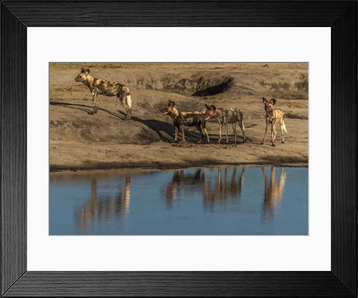 Framed Print : Africa, Zimbabwe, Hwange National park, african wild dogs at the waterhole Framed Print : Africa, Zimbabwe, Hwange National park, african wild dogs at the waterhole