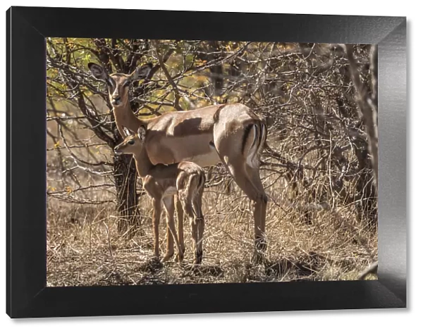 Africa, Zimbabwe, Matabeleland north, Zambezi National Park. Impala with newborn baby