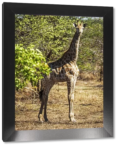 Africa, Zimbabwe, Matabeleland north. A giraffe in the Zambezi National Park
