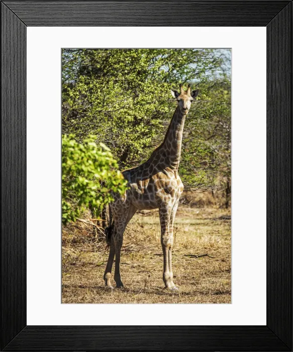 Framed Print : Africa, Zimbabwe, Matabeleland north. A giraffe in the Zambezi National Park Framed Print : Africa, Zimbabwe, Matabeleland north. A giraffe in the Zambezi National Park