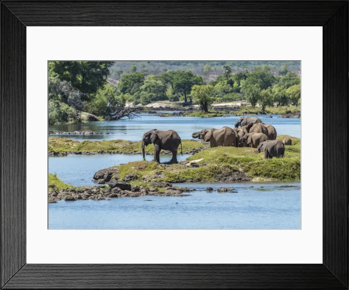 Framed Print : Africa, Zimbabwe, Matabeleland north. A herd of elephants on the bank of the Zambezi Framed Print : Africa, Zimbabwe, Matabeleland north. A herd of elephants on the bank of the Zambezi