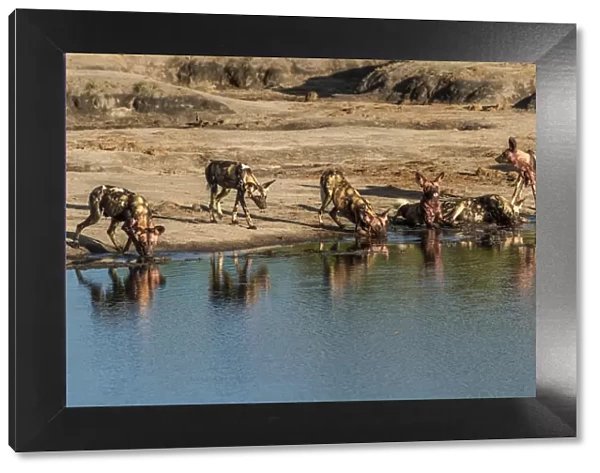 Africa, Zimbabwe, Hwange National park, Pack of African wild dogs at a waterhole