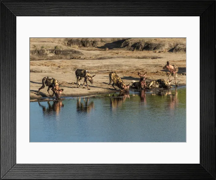 Framed Print : Africa, Zimbabwe, Hwange National park, Pack of African wild dogs at a waterhole Framed Print : Africa, Zimbabwe, Hwange National park, Pack of African wild dogs at a waterhole