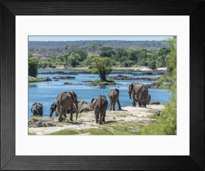 Framed Print : Africa, Zimbabwe, Matabeleland north. A herd of elephants on the bank of the Zambezi Framed Print : Africa, Zimbabwe, Matabeleland north. A herd of elephants on the bank of the Zambezi