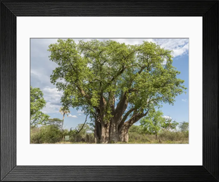 Framed Print : Africa, Zimbabwe, Matabeleland north. The big baobab at Victoria Falls Framed Print : Africa, Zimbabwe, Matabeleland north. The big baobab at Victoria Falls
