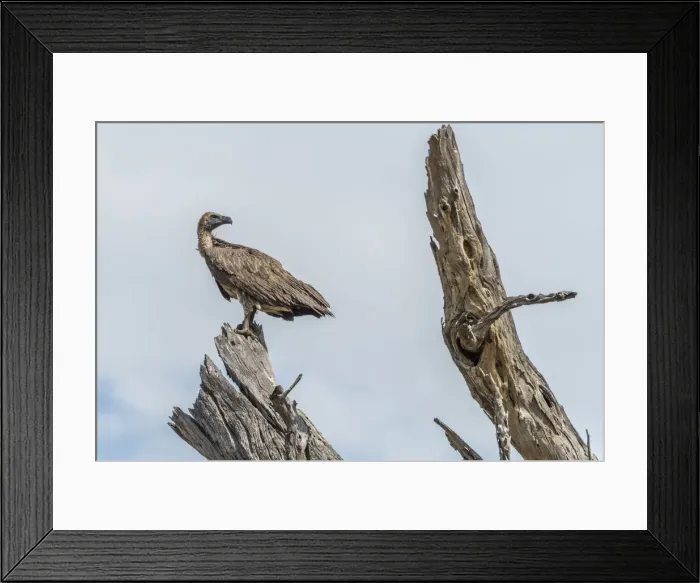 Framed Print : Africa, Zimbabwe, Hwange National park, Cape vulture on a dead tree Framed Print : Africa, Zimbabwe, Hwange National park, Cape vulture on a dead tree