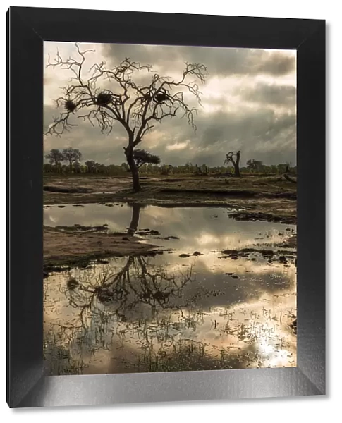 africa, Zimbabwe, Hwange National park. Dead tree with birds nests reflected