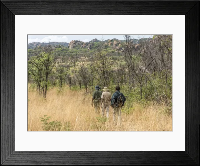 Framed Print : africa, Zimbabwe, Bulawayo. Rhino tracking in Matobo Hills National Park Framed Print : africa, Zimbabwe, Bulawayo. Rhino tracking in Matobo Hills National Park
