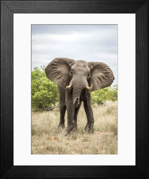 Framed Print : Africa, Zimbabwe, Gonarezhou National Park. An elephant makes a mock charge