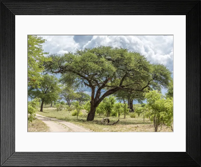 Framed Print : Africa, Zimbabwe, track through the bush in Hwange National Park Framed Print : Africa, Zimbabwe, track through the bush in Hwange National Park