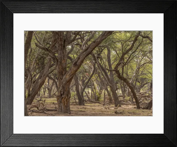 Framed Print : Africa, Zimbabwe, Hwange National park, in the acacia forest Framed Print : Africa, Zimbabwe, Hwange National park, in the acacia forest