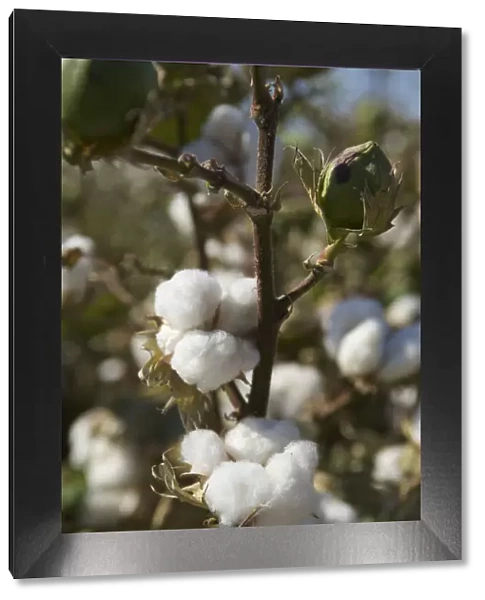 Cotton field in Uzbekistan