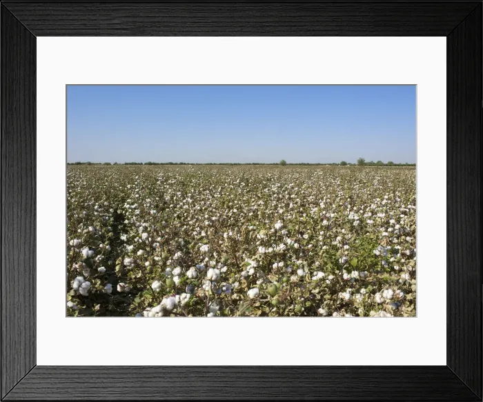Framed Print : Cotton field in Uzbekistan Framed Print : Cotton field in Uzbekistan