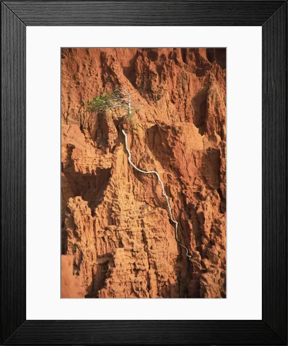 Framed Print : Tree growing in red sandstone, Mui Ne, Vietnam Framed Print : Tree growing in red sandstone, Mui Ne, Vietnam