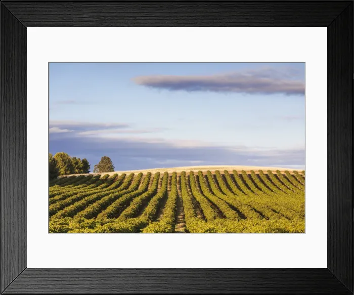 Framed Print : Australia, South Australia, Barossa Valley, Lyndoch, vineyards, susnet Framed Print : Australia, South Australia, Barossa Valley, Lyndoch, vineyards, susnet