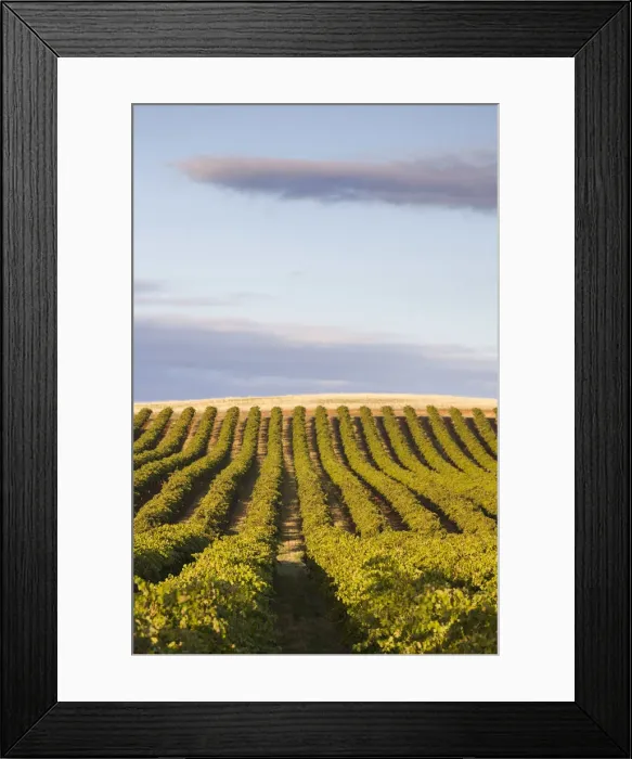 Framed Print : Australia, South Australia, Barossa Valley, Lyndoch, vineyards, susnet Framed Print : Australia, South Australia, Barossa Valley, Lyndoch, vineyards, susnet